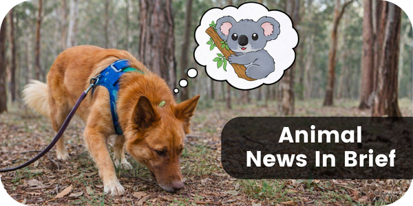 Animal News In Brief