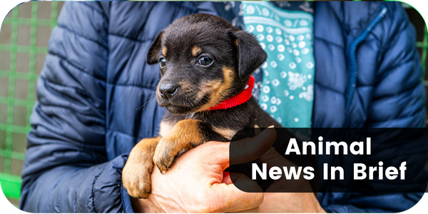 Animal News In Brief
