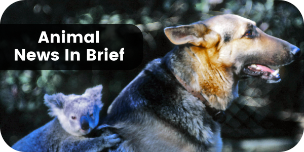Animal News In Brief