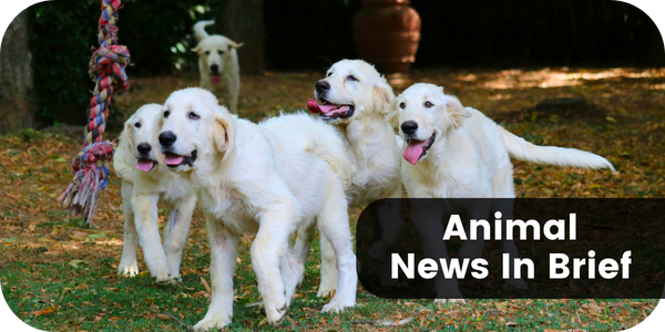 Animal News In Brief